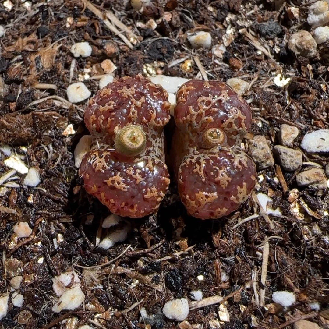 肉锥多肉植物组合-mro15、374