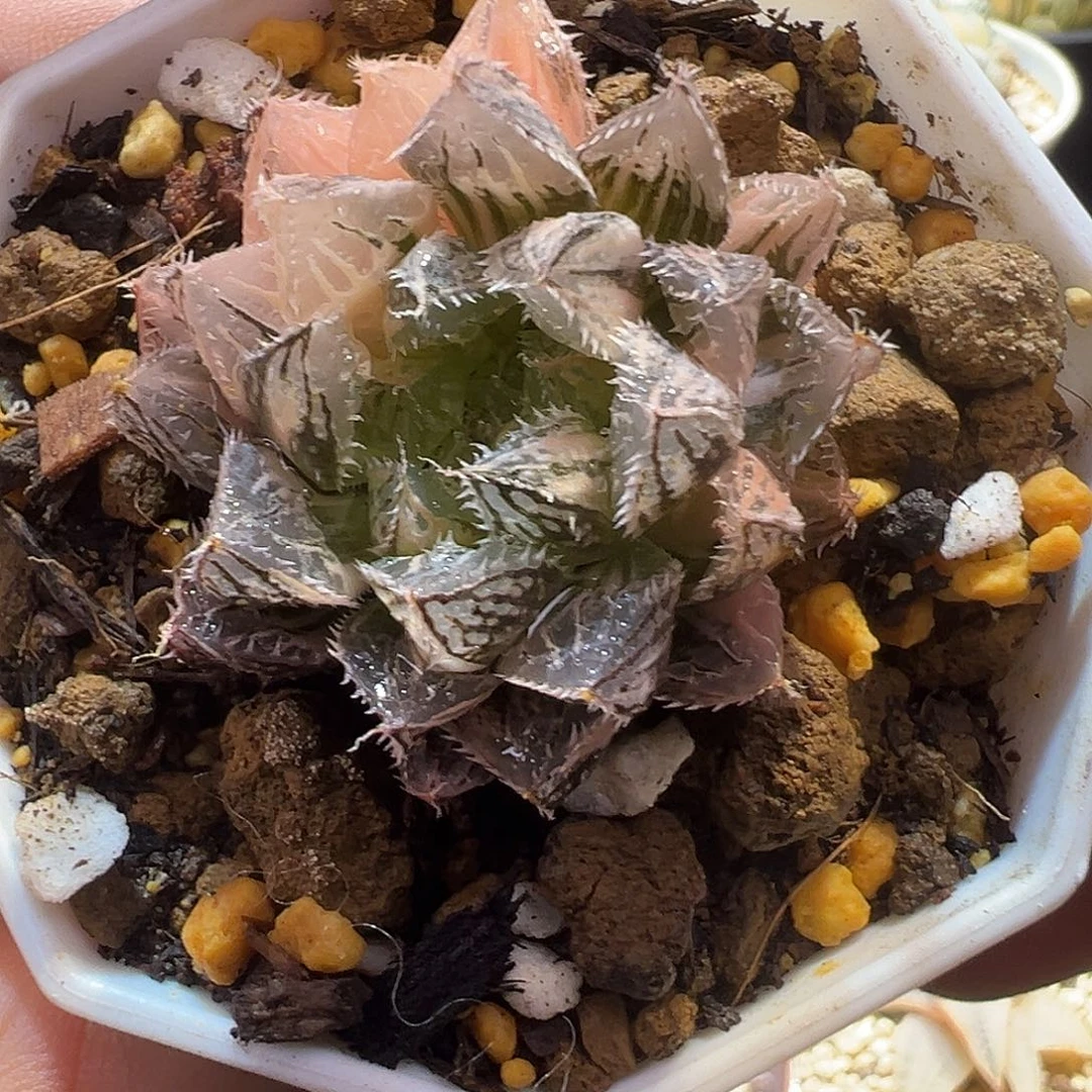 小叶楼兰锦特选福利