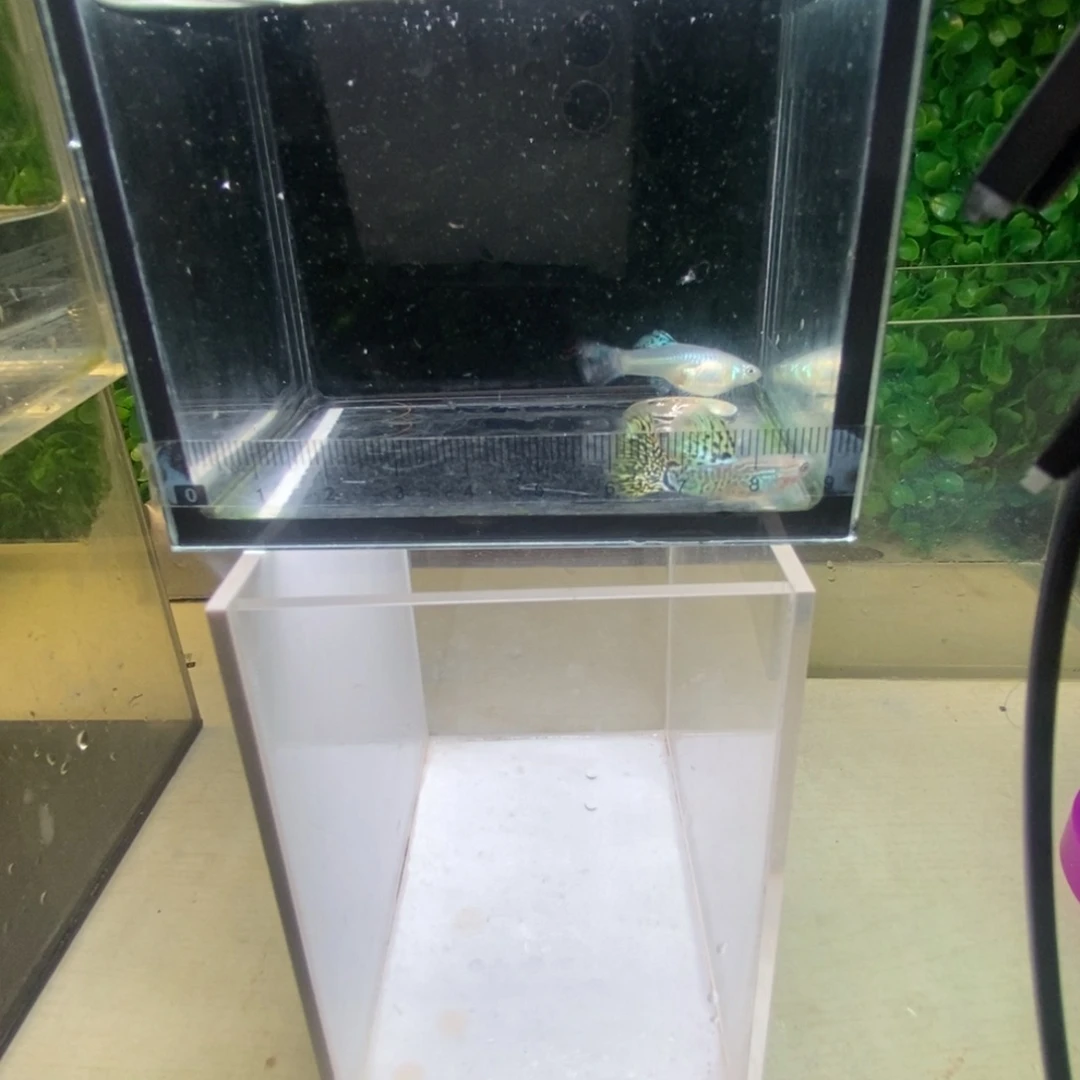 孔雀鱼搭背蛇王一对