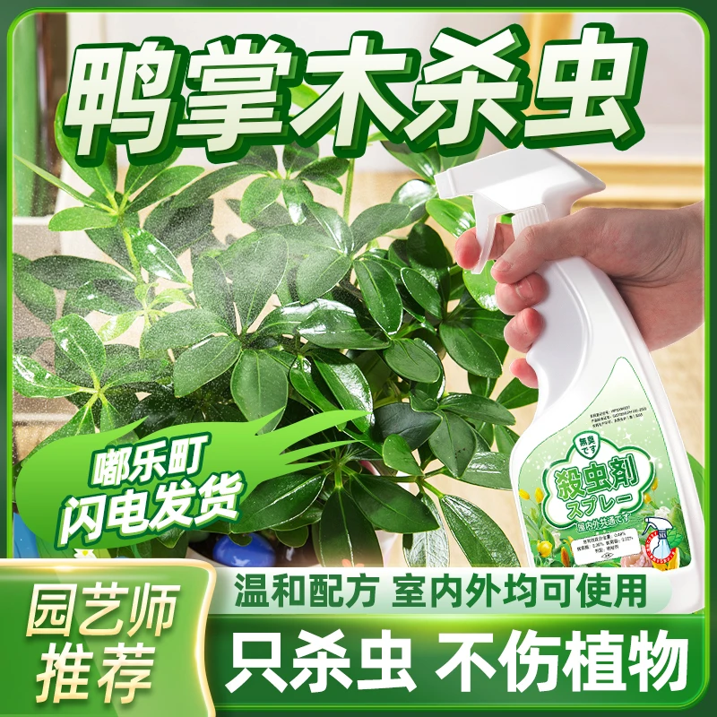 七叶莲杀虫剂鹅掌木除虫鸭脚木病虫害生蚜虫蚧壳虫药八方来财驱虫