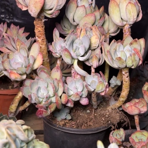 天**山多肉植物的植物