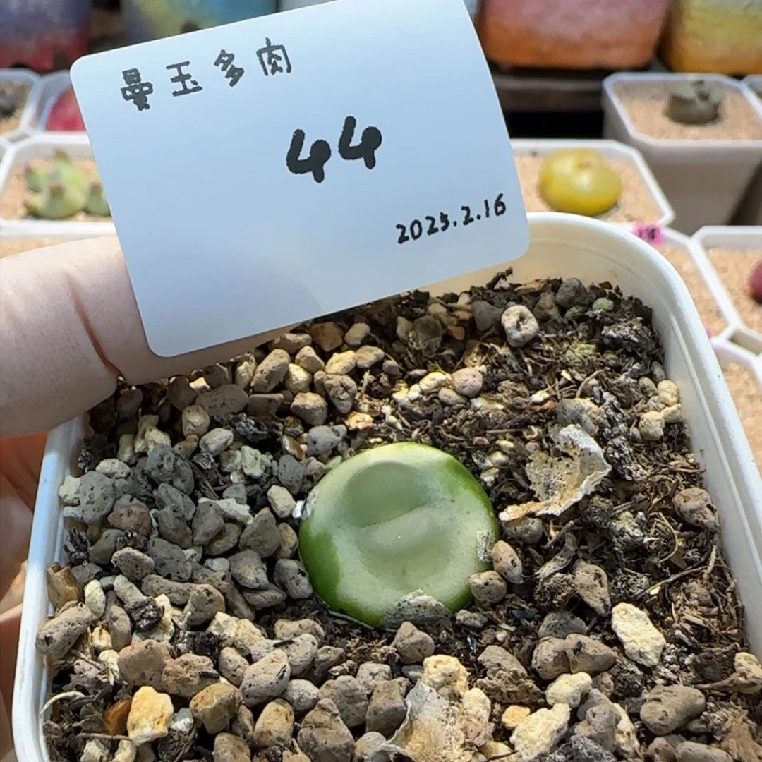 庄***鱼多肉多肉多肉2.16-044