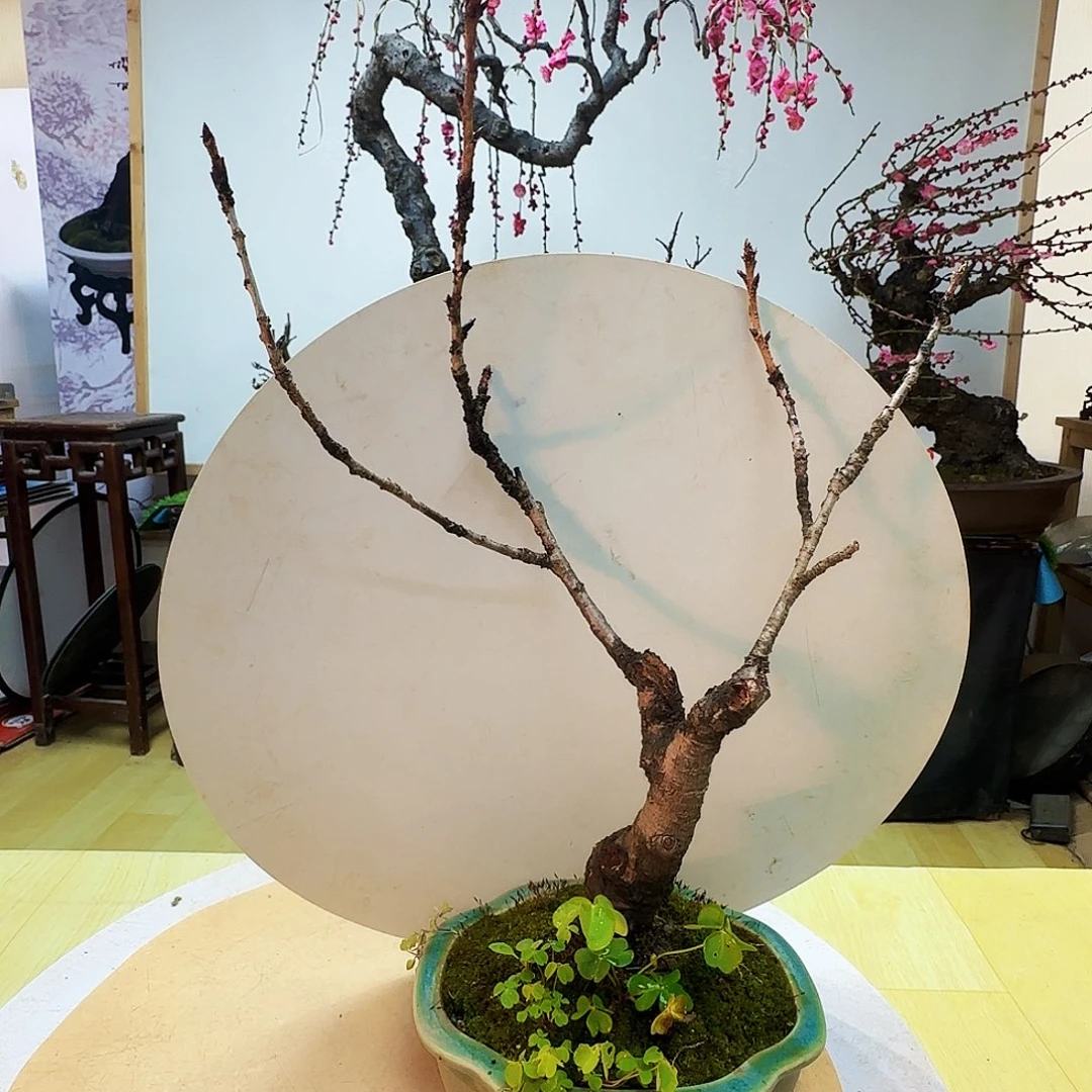 咪***悠无花朵地方和硅胶恐龙