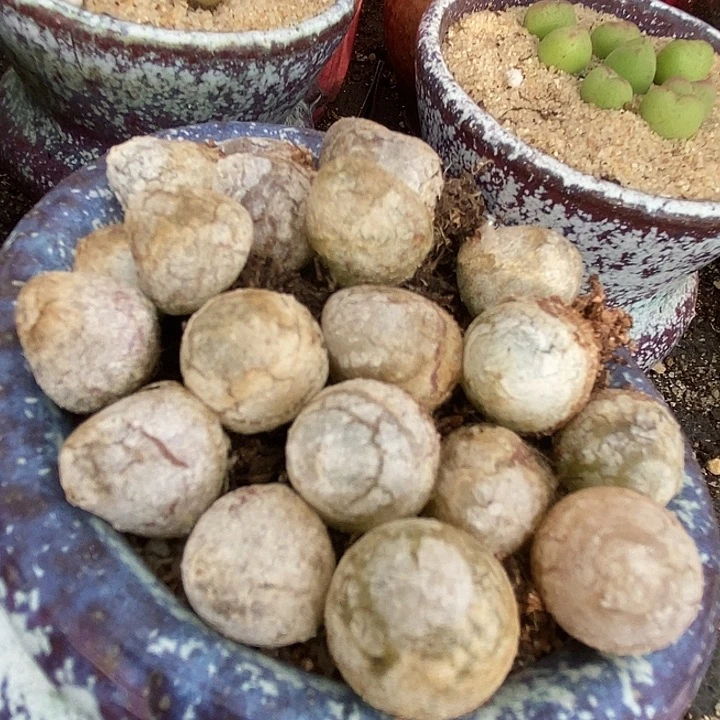 灯泡一颗