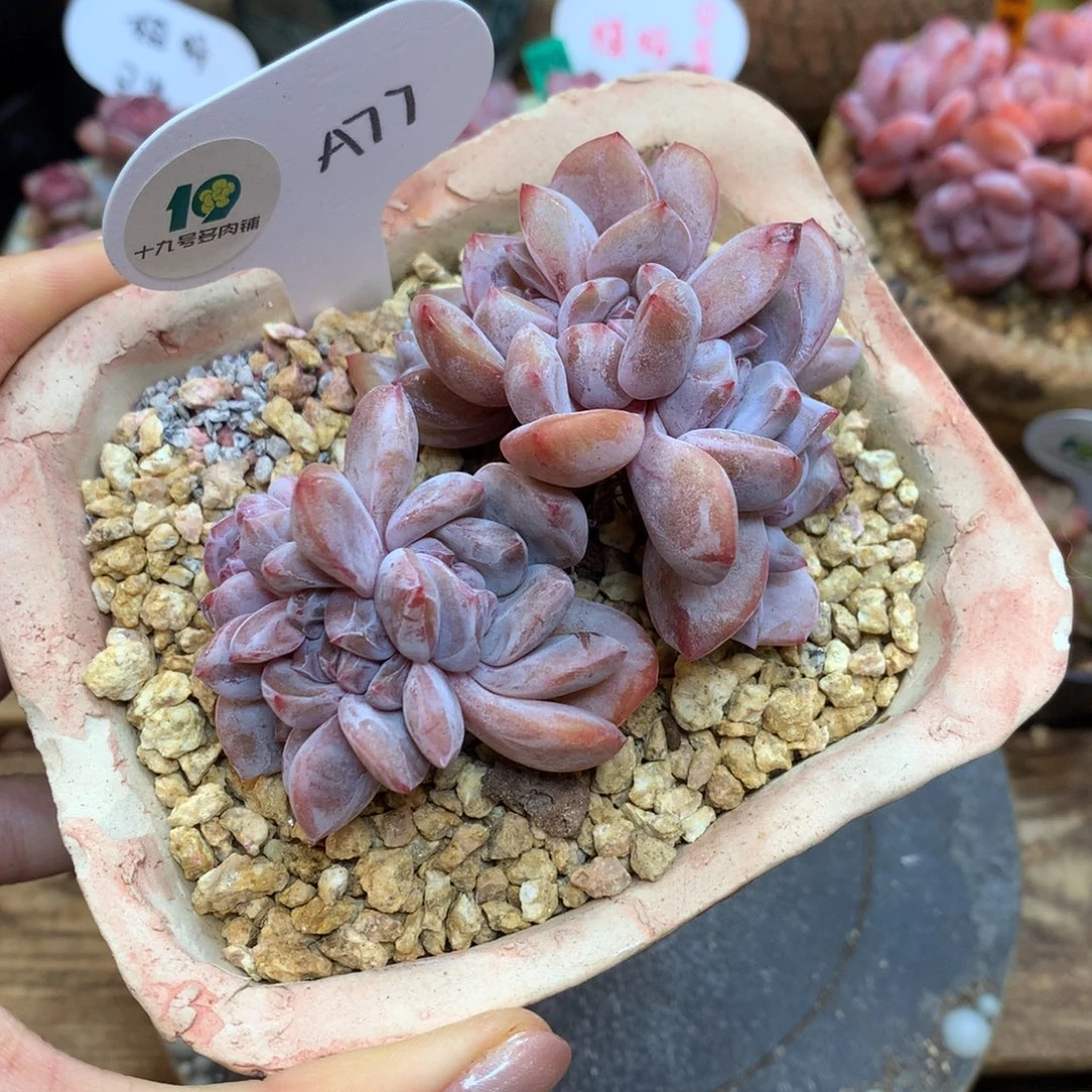 A77 星影朵朵缀 无砍9头