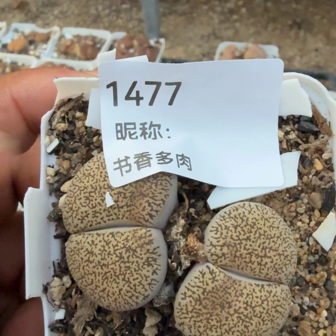 天**猫多肉植物多肉植物多肉植物