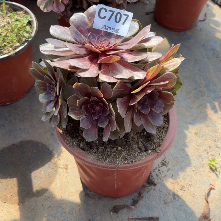 瑞妈多肉园艺707。花月夜