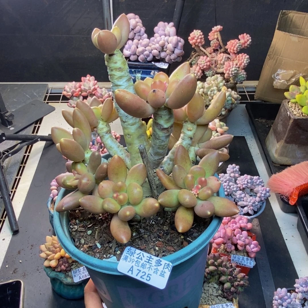 725芒果奶多肉17c m