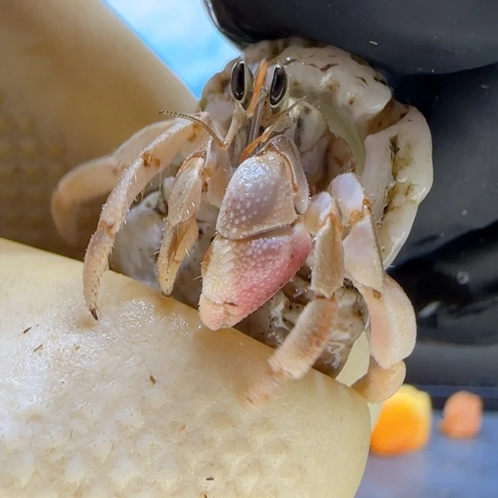 A50粉钳 灰白0.9cm口径