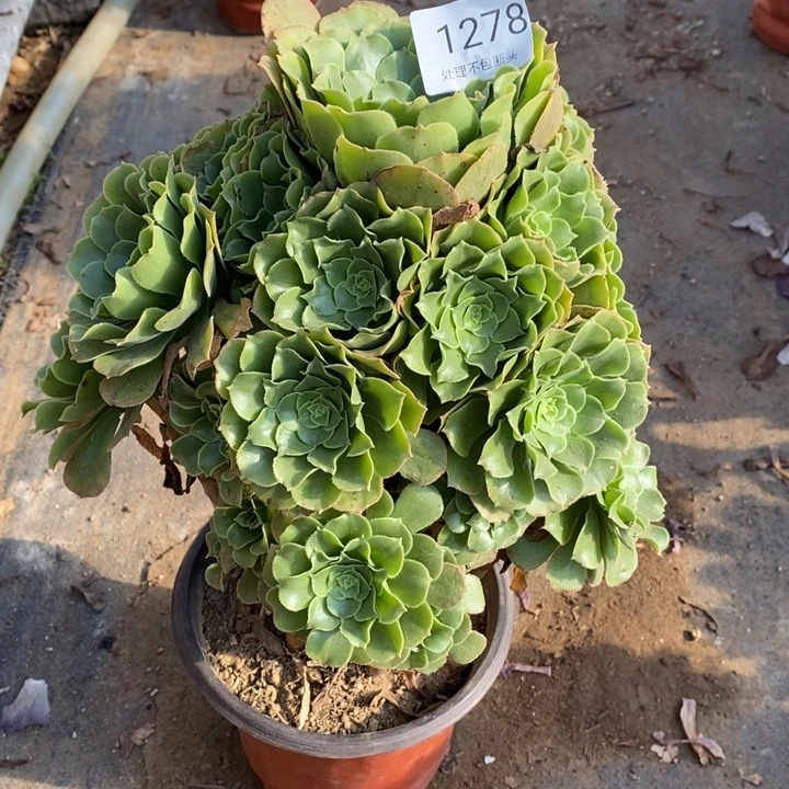 绿阳绒多肉断头不包1278