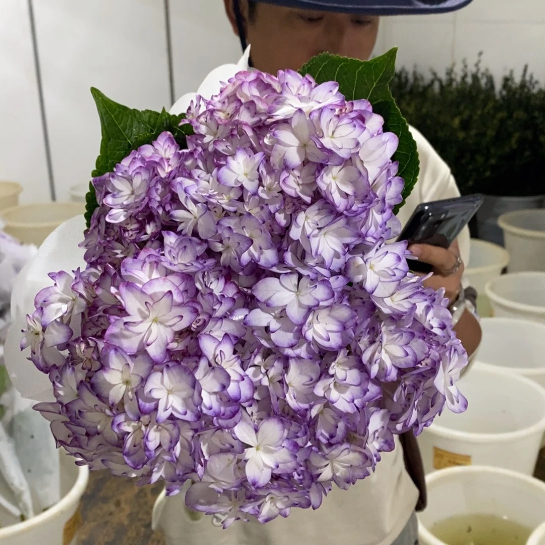 806号绣球/有色差介意勿拍（3单冷链包邮、偏远补运费发德邦）