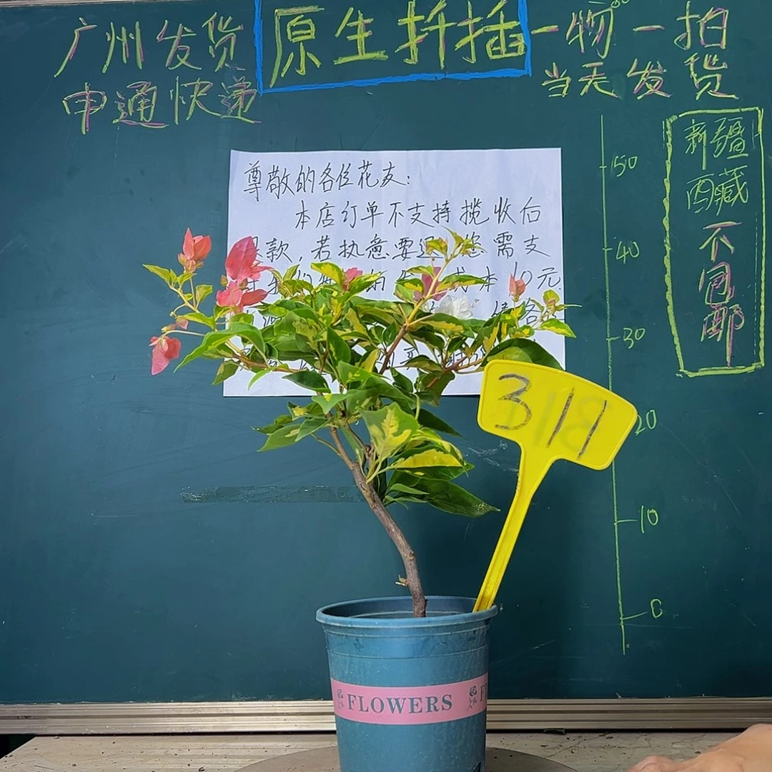 当前无花栽培后可以开花造型杆 金心橙白 311