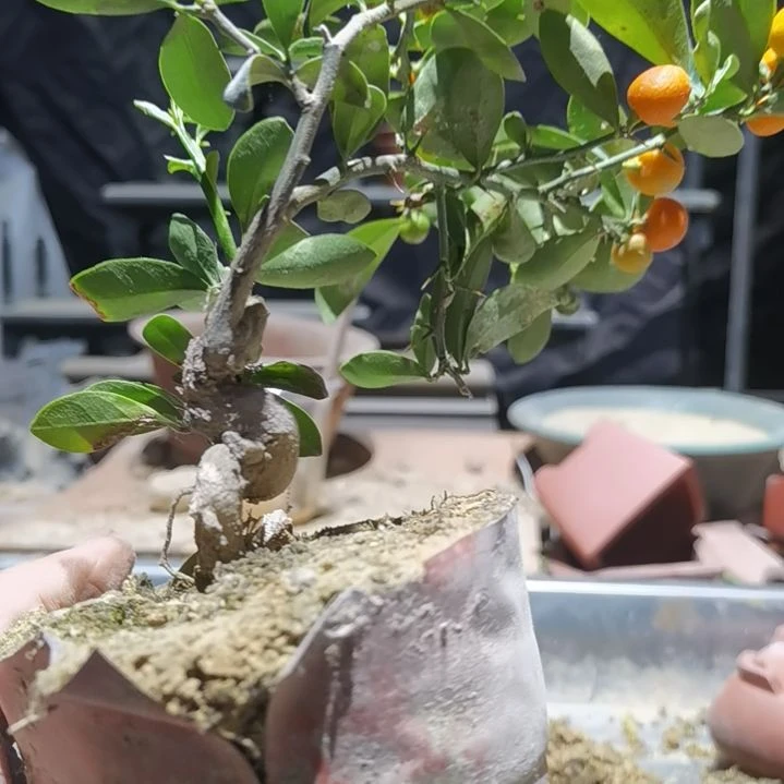 完全开放金豆小橘子绿植的