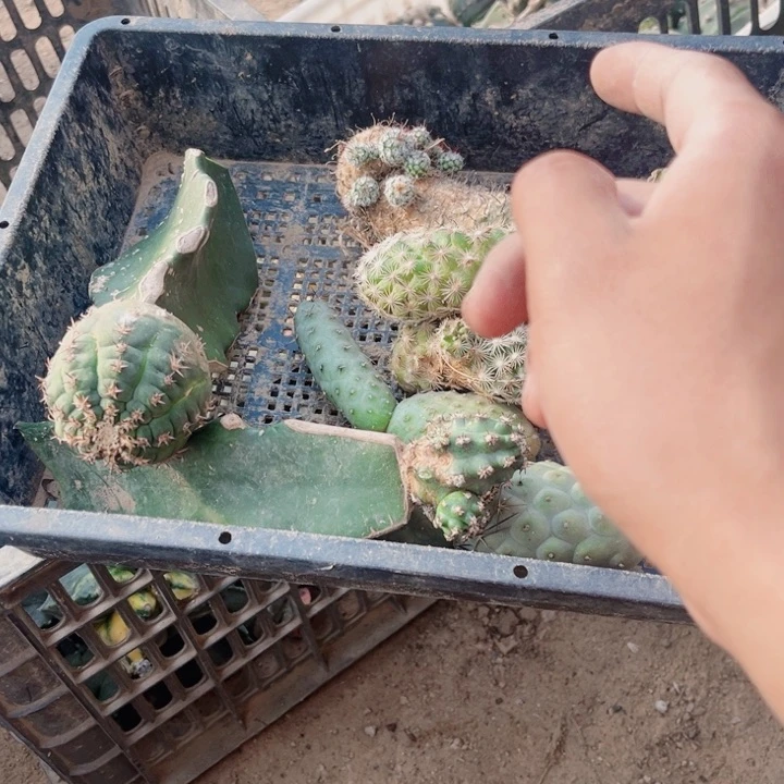 仙人球一筐开花球56