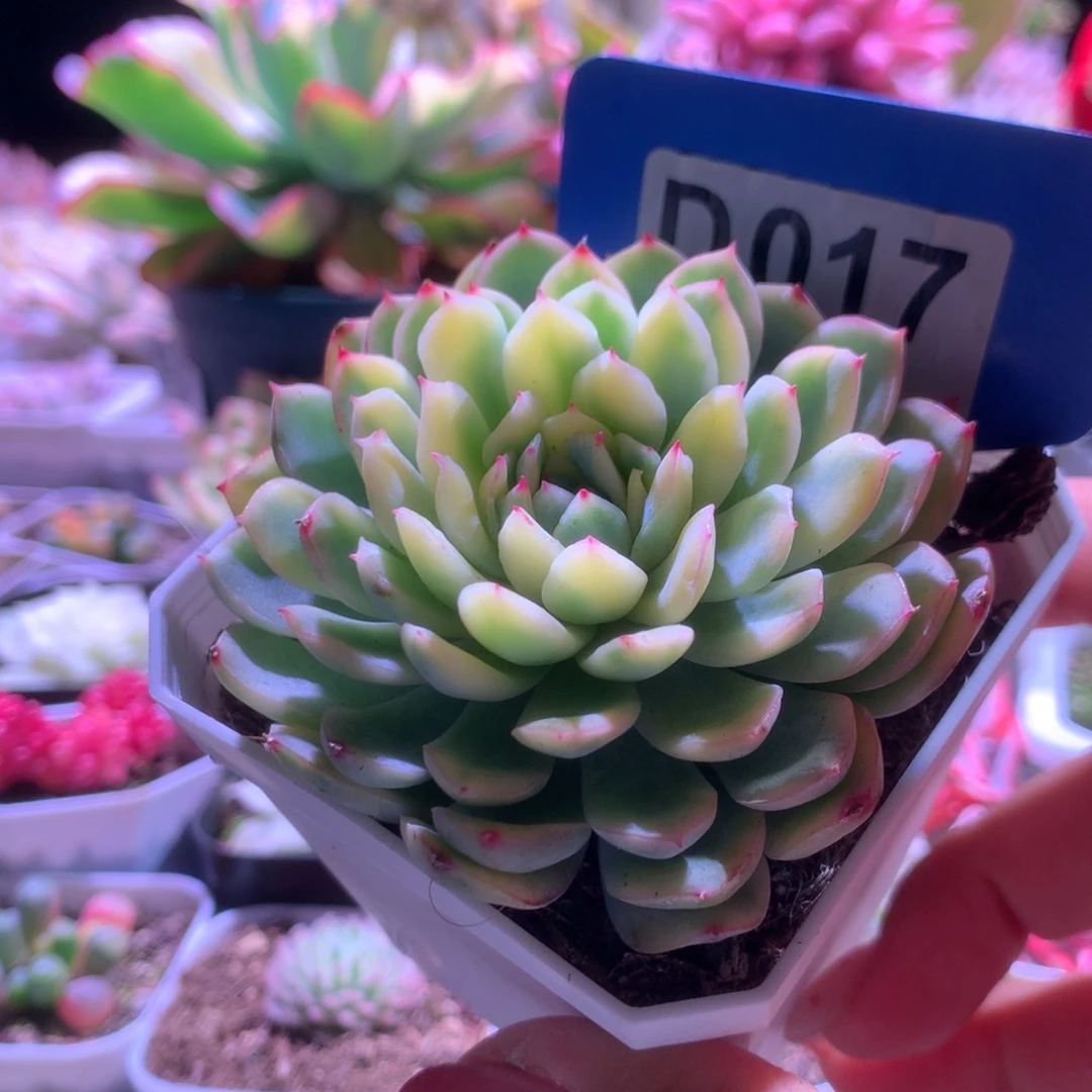 雪燕王子覆轮锦有根