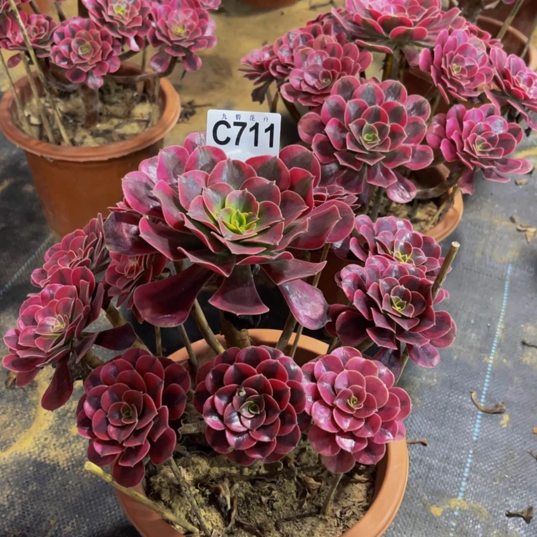 【闪购商品】71100