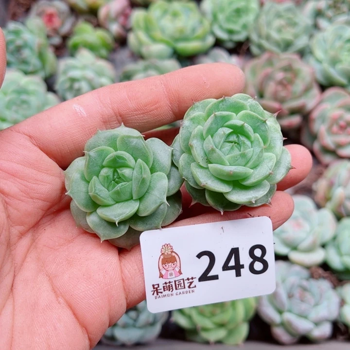 多肉植物多肉植物