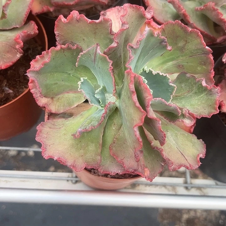 舞会红裙多肉植物