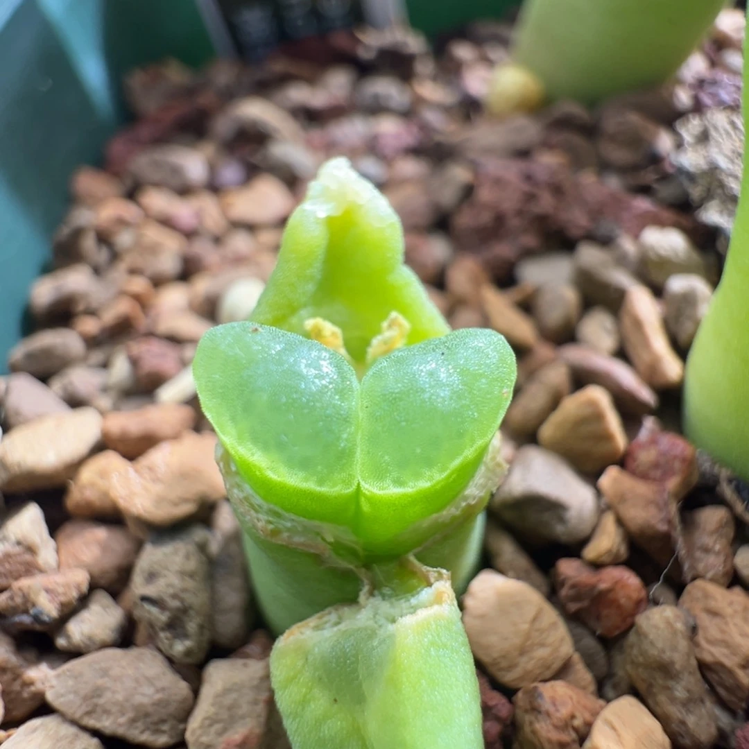 98优选翡翠绿翻窗