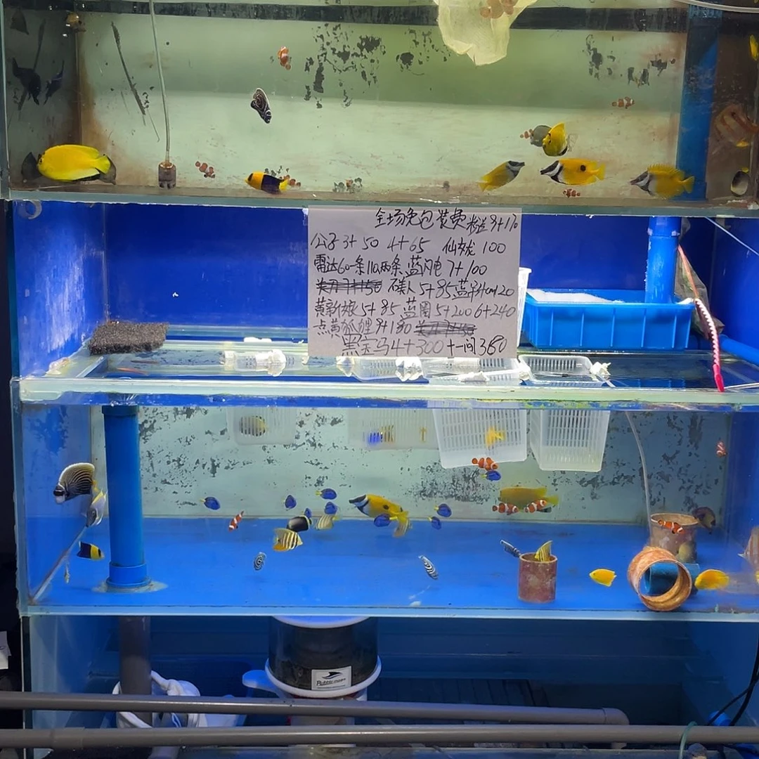 海水鱼沉****默魔鬼炮弹有伤100石美人没开口85运费30