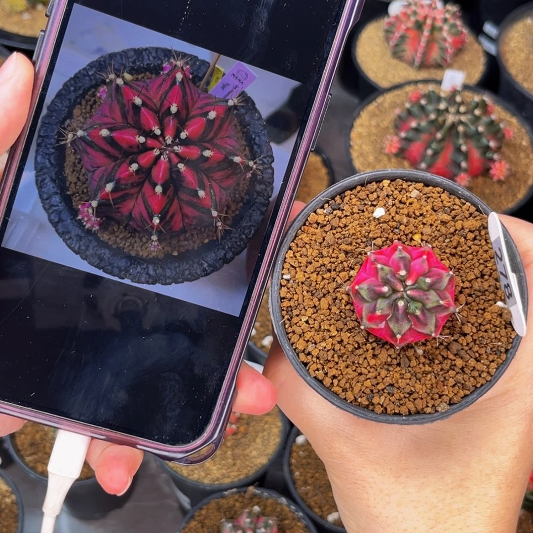 潘色  米哈仙人球