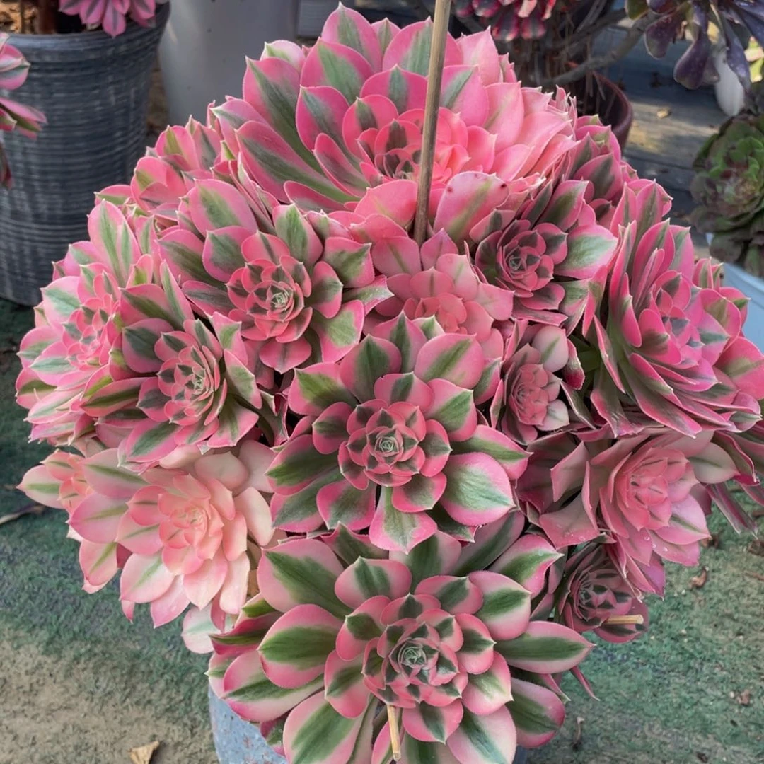 星*543粉女巫大捧花精品法师多肉