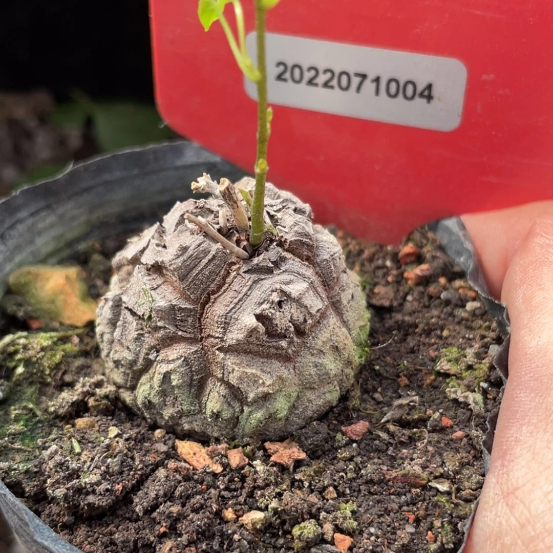 *****龟甲龙3.3公分，开播福利