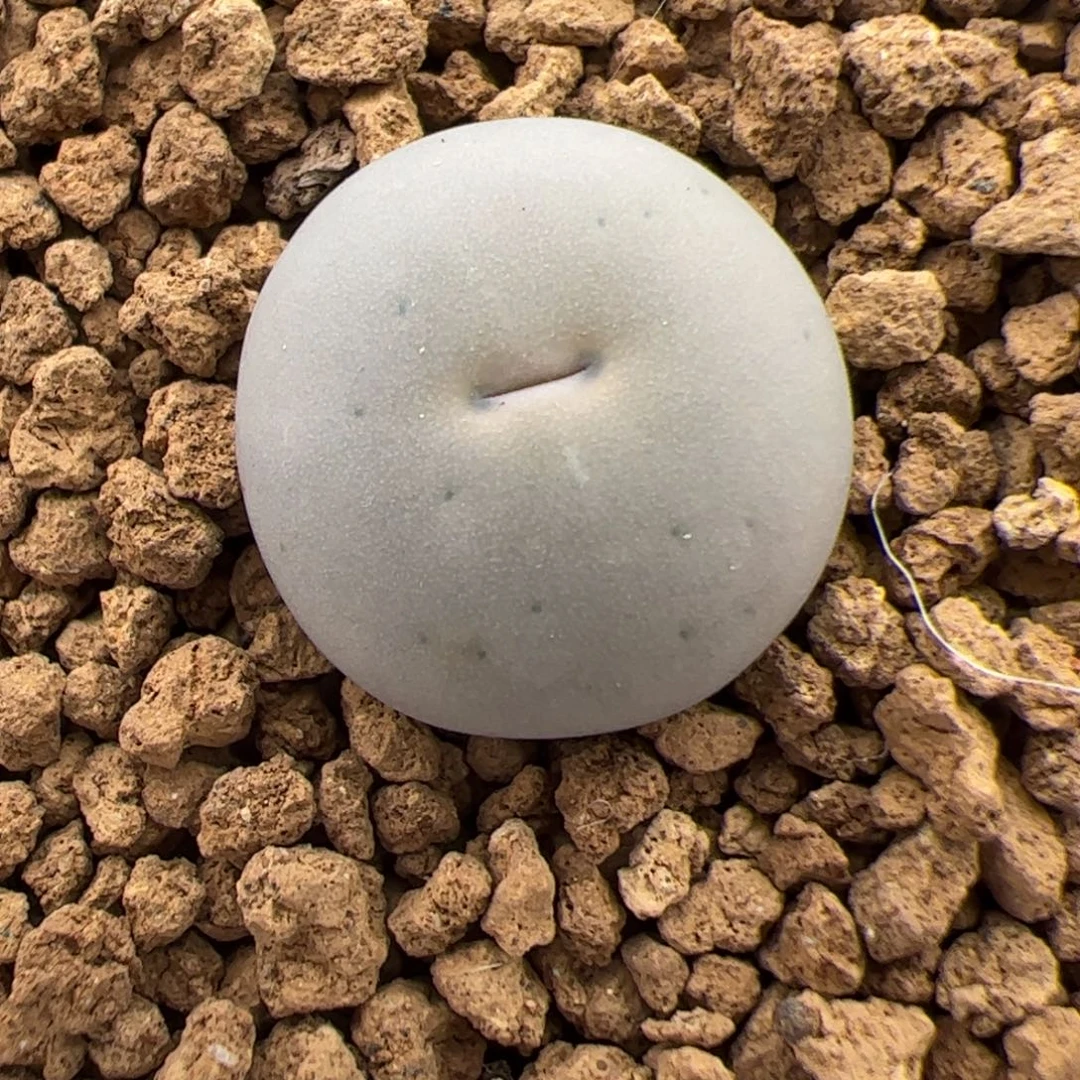 0620号sb1102 V嘴 多肉植物