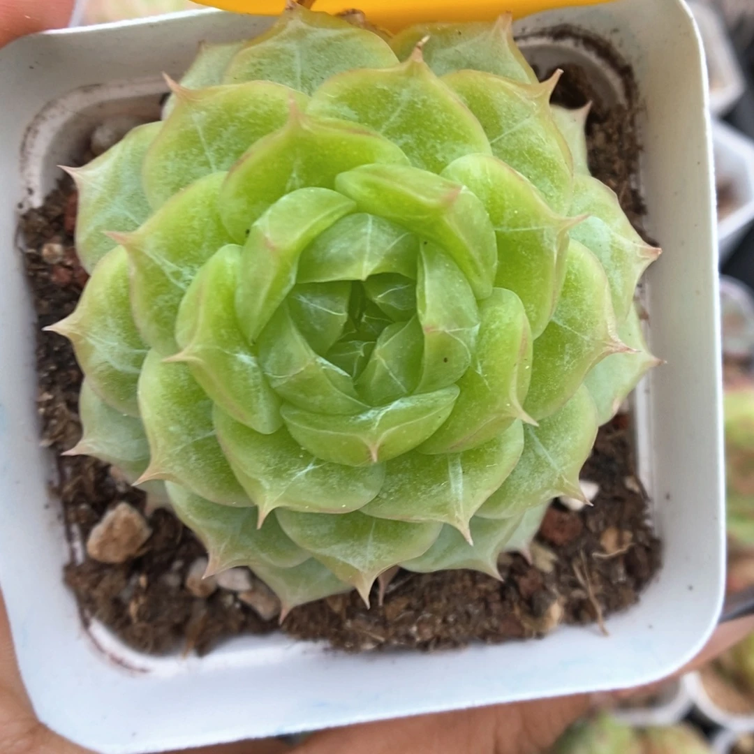 蔷薇珍妮可拍482号。