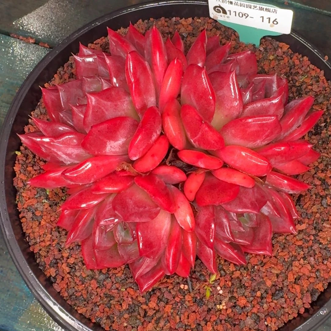 从前慢多肉精选编号1109.116