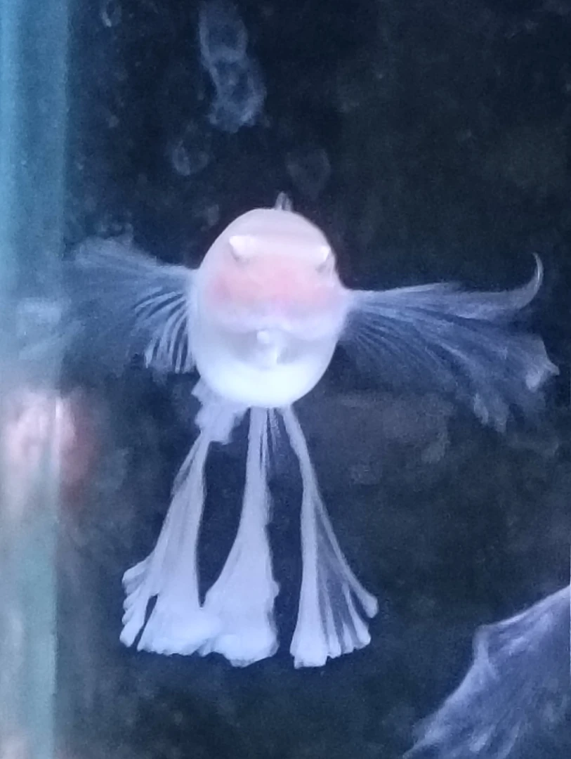 蓝白绣球亚成鱼三个月