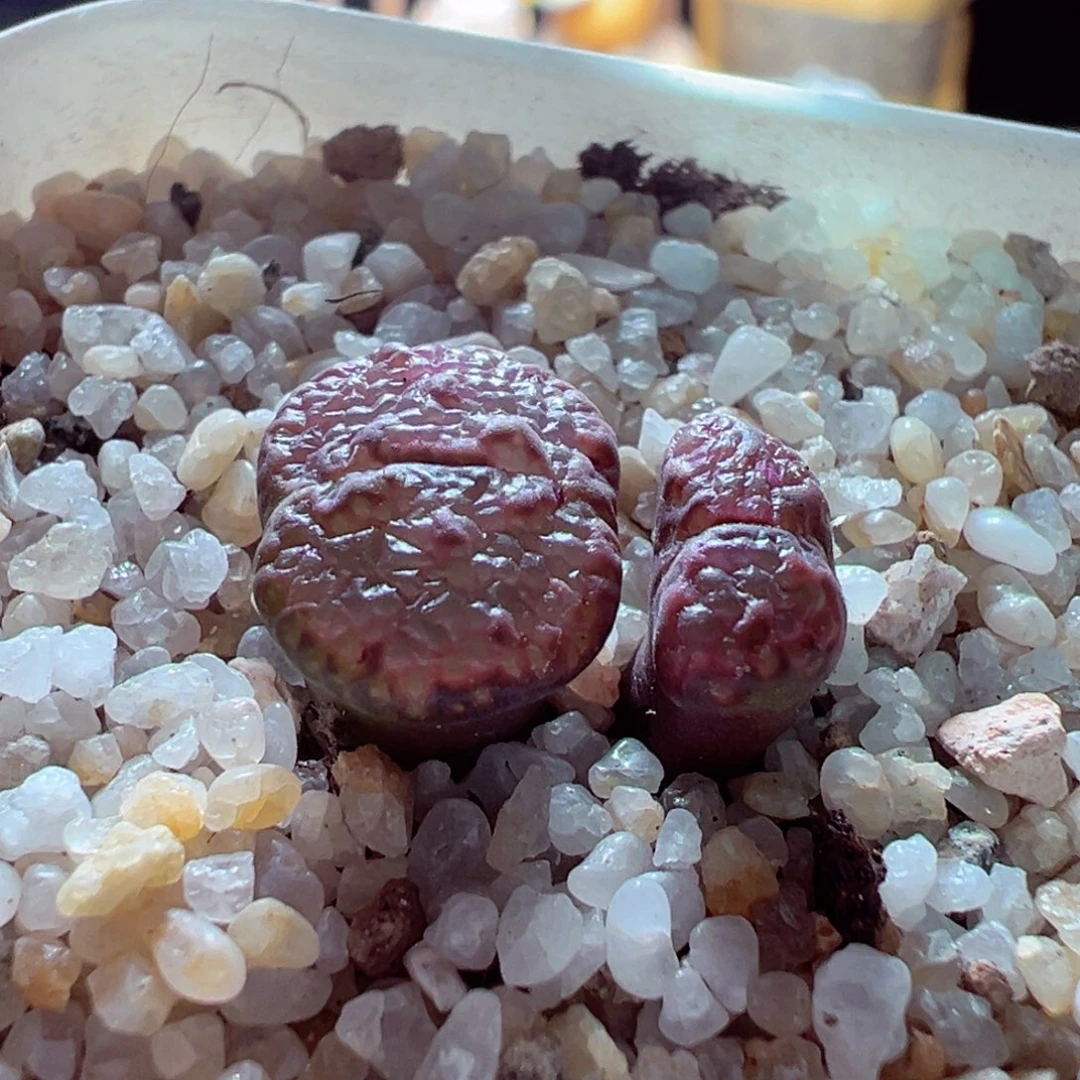 1231-569多肉多日鱼子酱