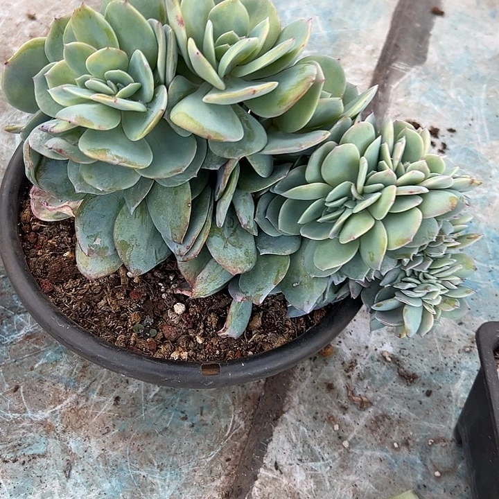 超大白凤群生缀化多肉