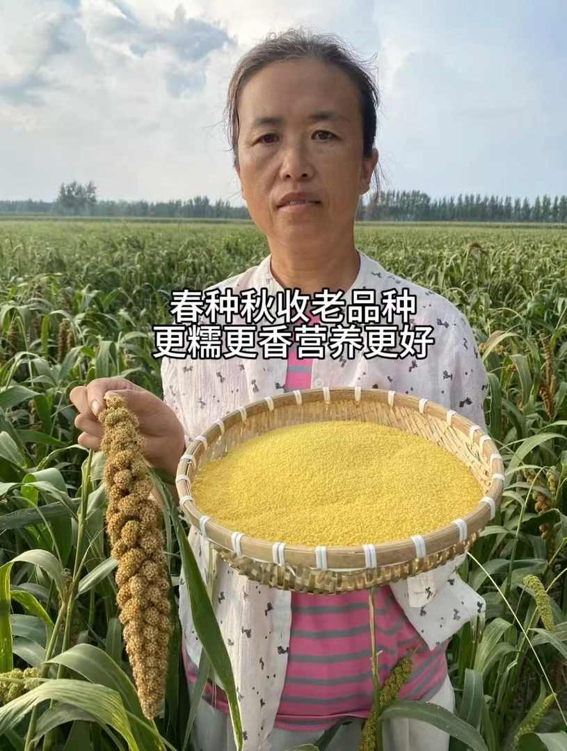 2025年农家种植老品种春播秋收小米月子米