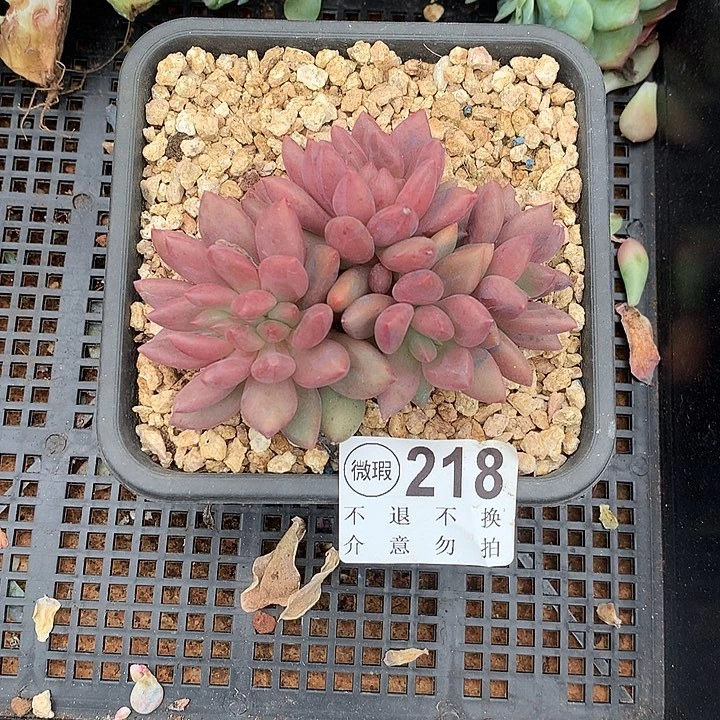 桃花源缀化 有侧切 多肉植物 9.17号左右发