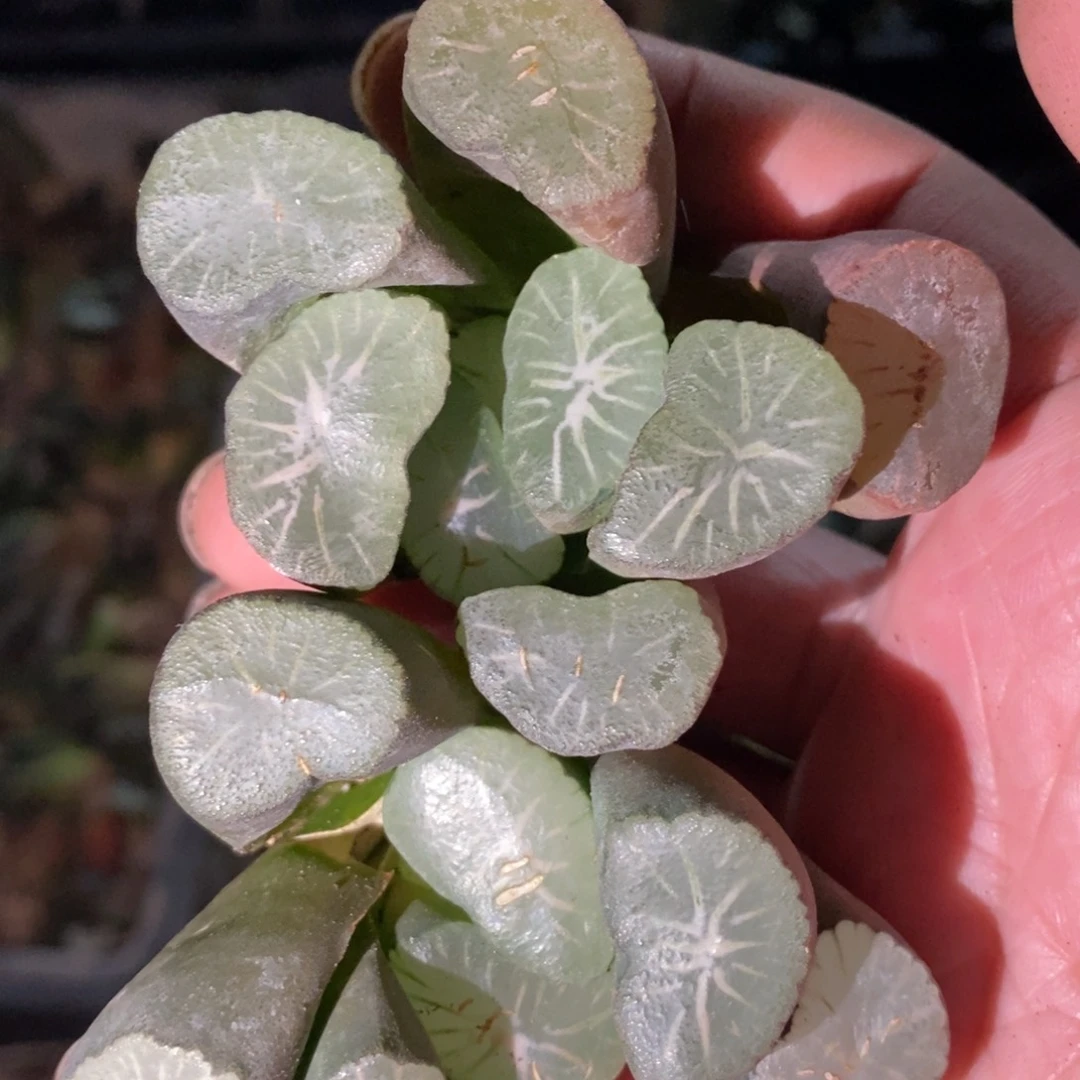 420 一颗实生超大万象 新年整点福利