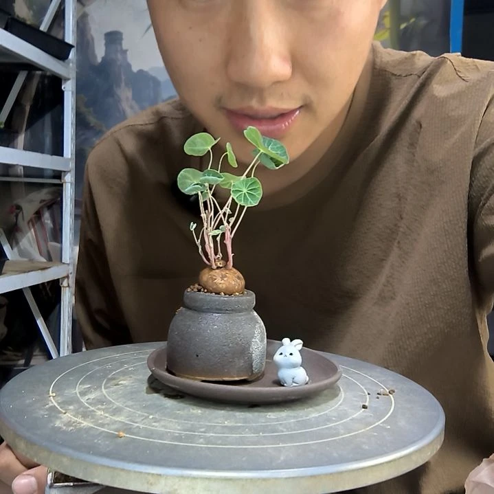 老****命中青园艺一物一拍124