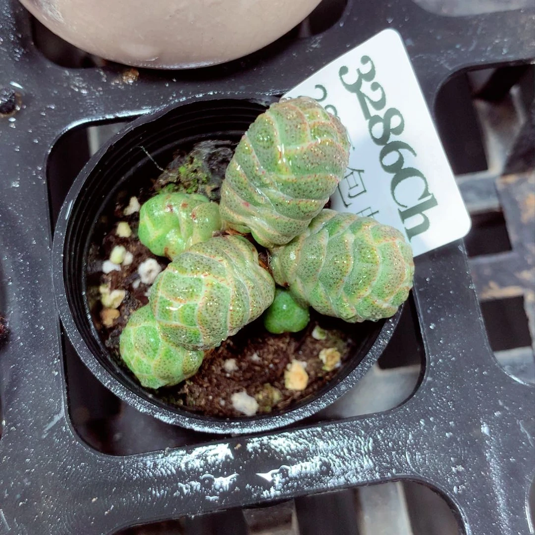 5厘米盆精控多肉3286