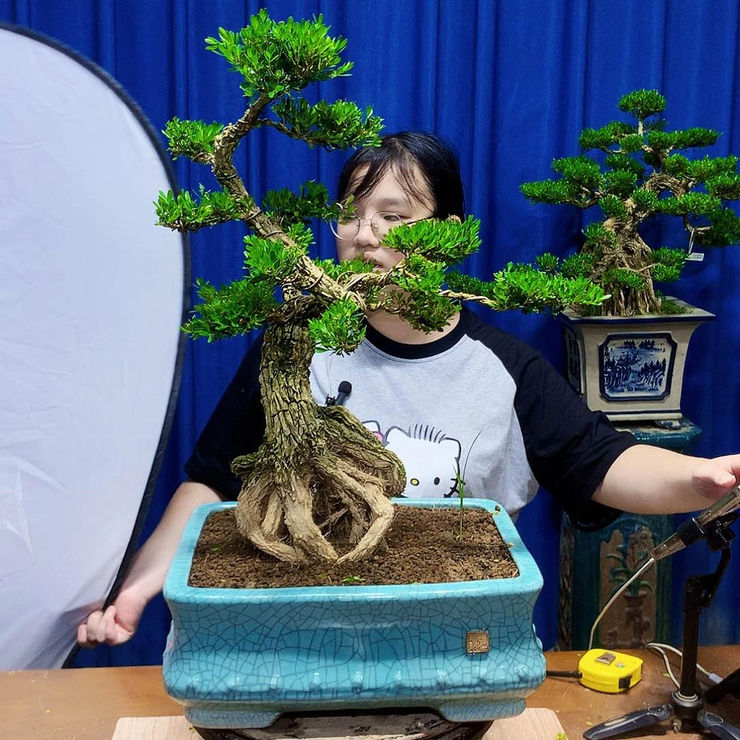 无花朵黄杨盆景一物一拍