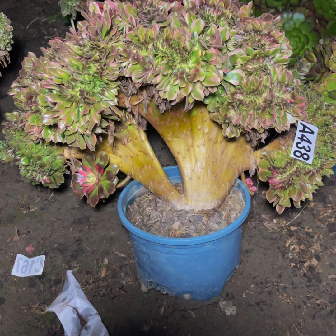 香妃法师26////46包邮