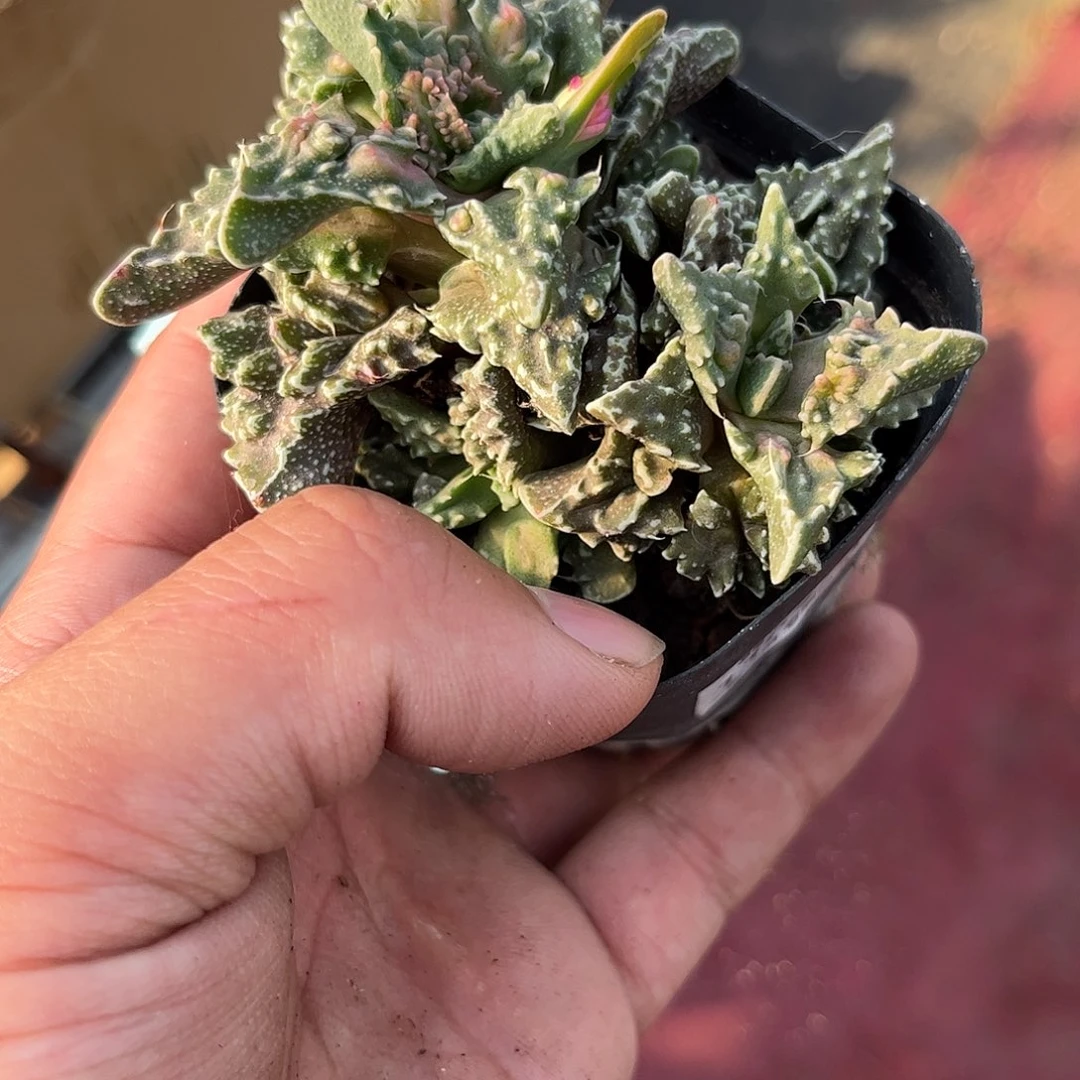 110979一物一拍单