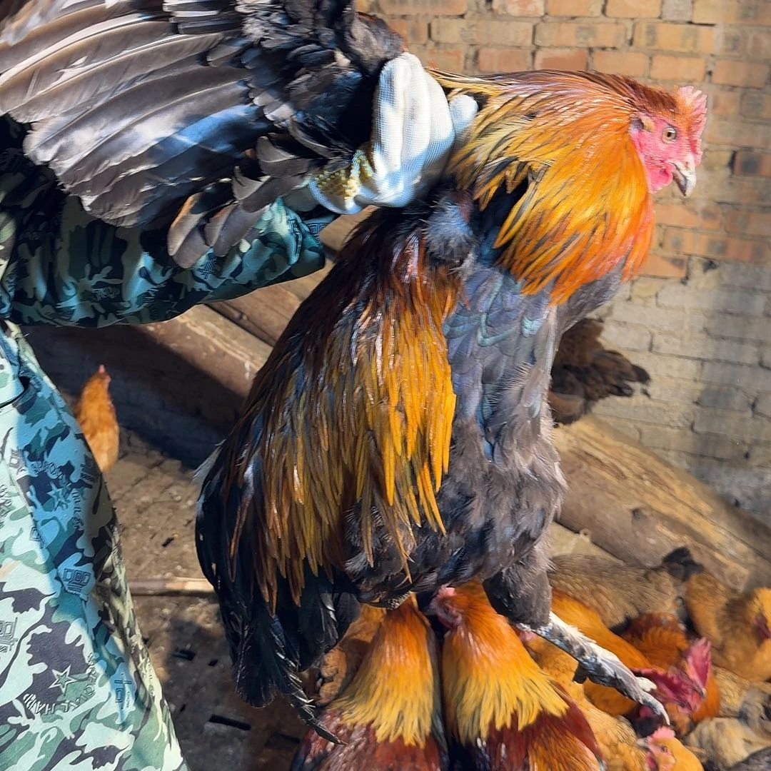 土鸡中国大陆土鸡