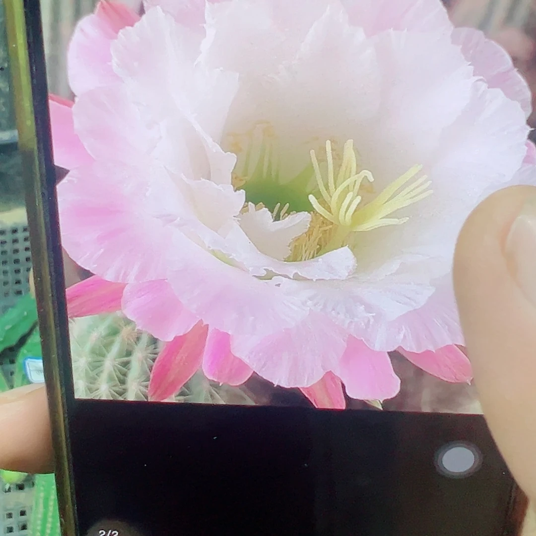 毛花柱 柔粉依兰 侧芽 满20包邮