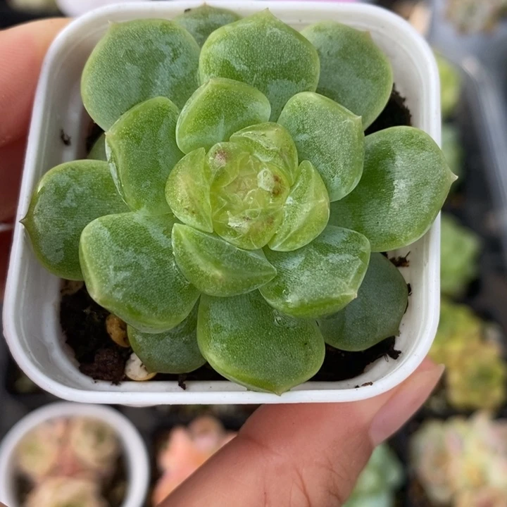 小陶的多肉 无尽灯