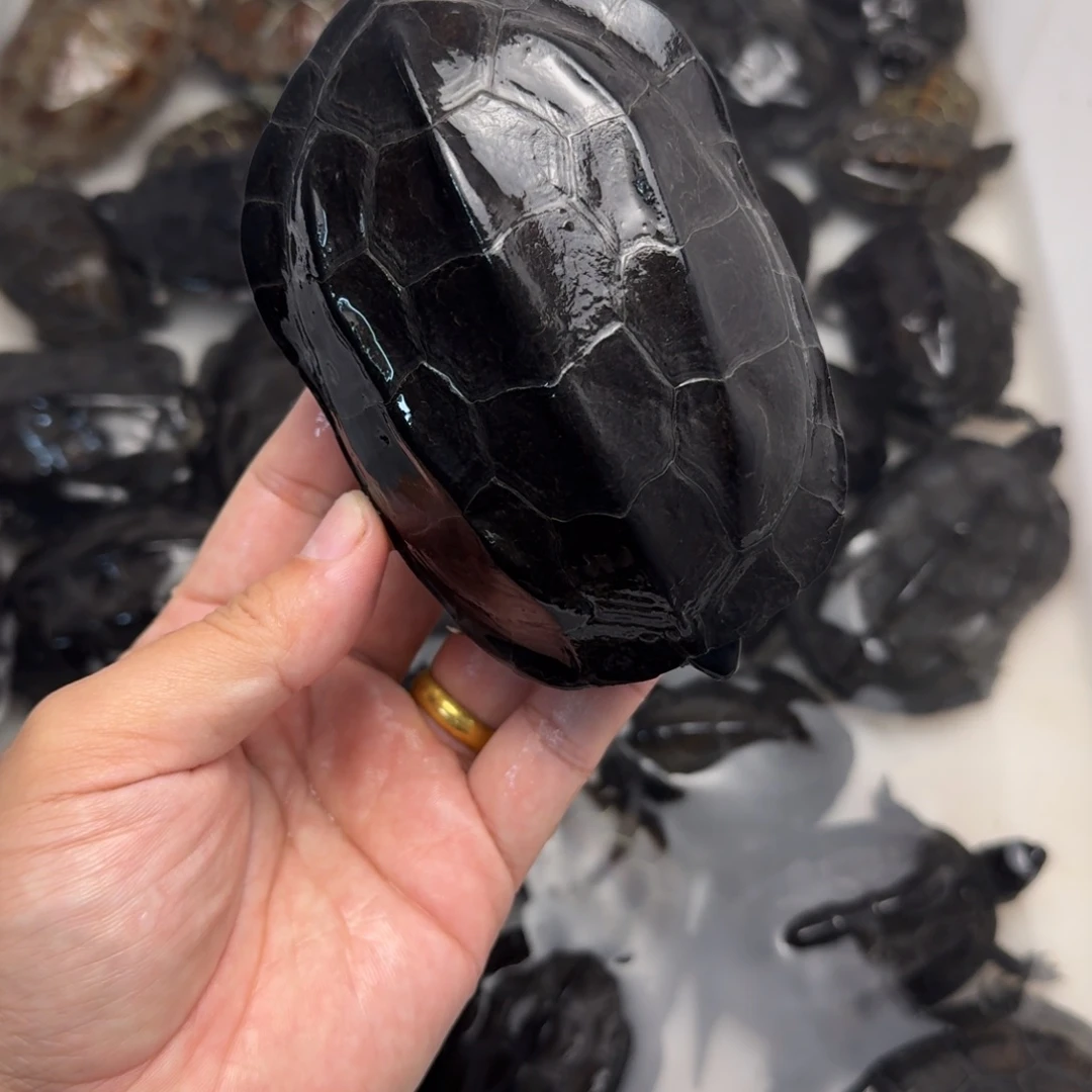 绿毛龟公苏北碳墨龟