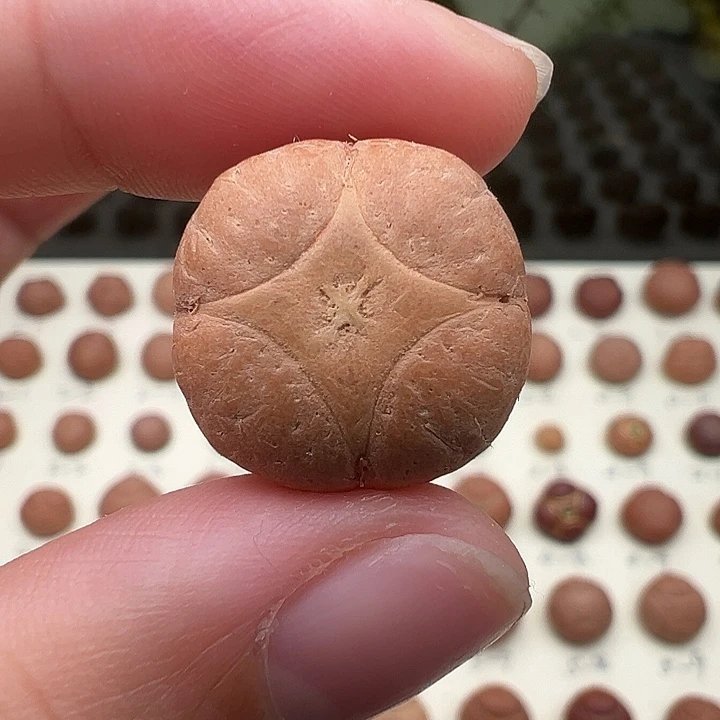 豆***酱凤眼菩提吊坠麒麟