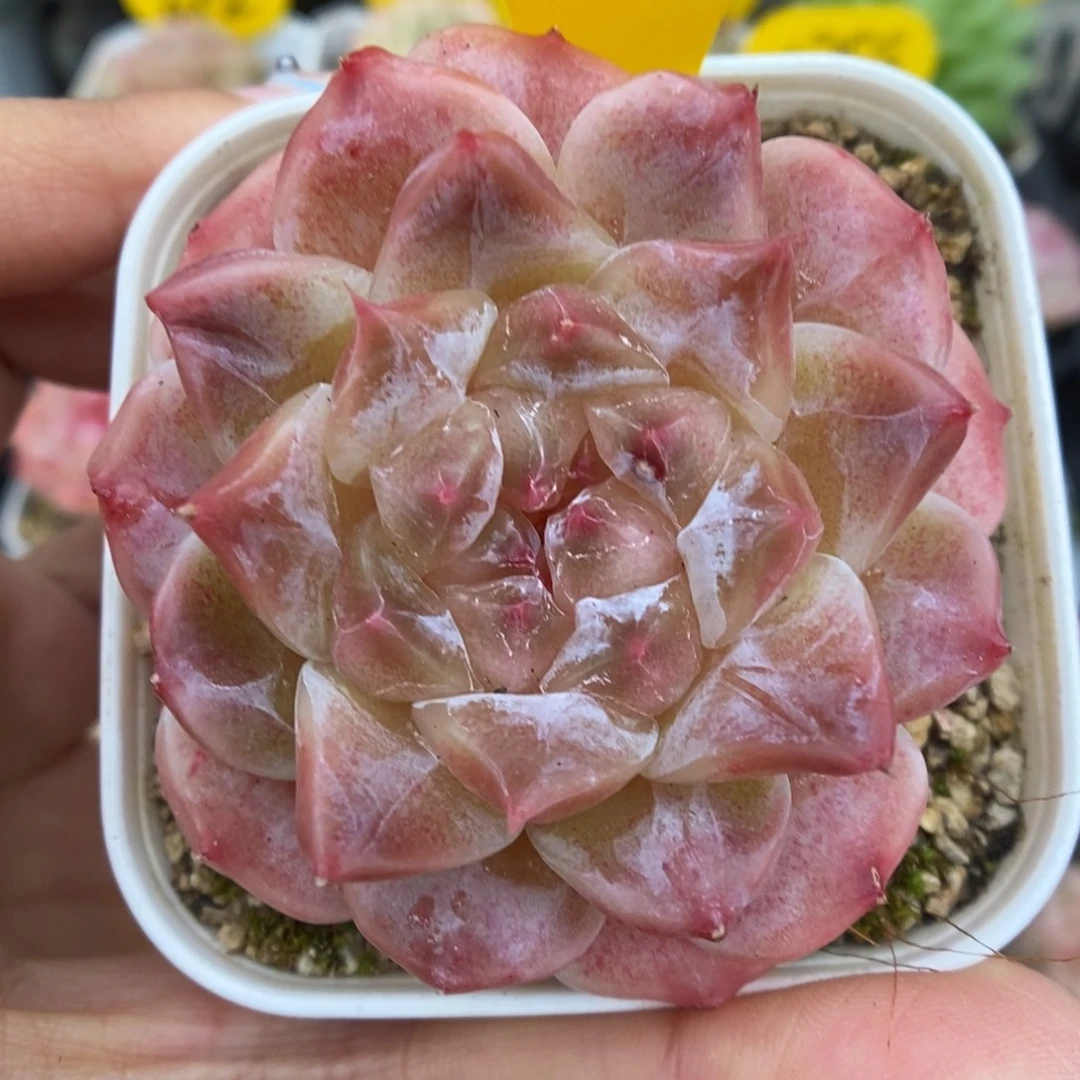 糖心粉魄可拍4329号