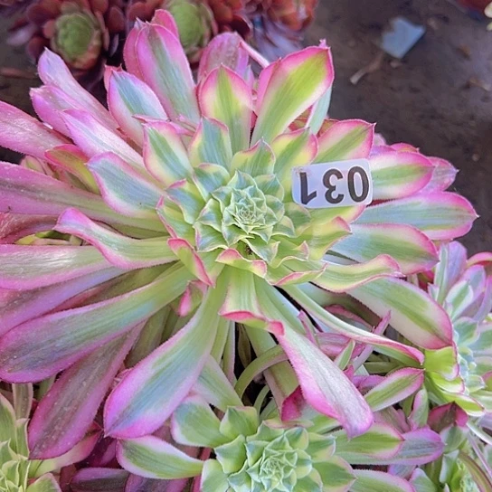 曹*楠多肉植物一个