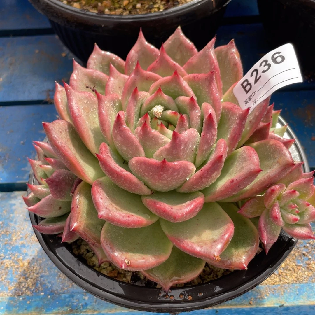 无花朵若茹东云单拍B236