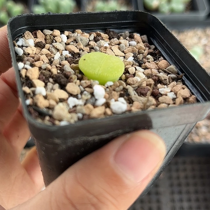 满28包邮 脱土发 绿光阳